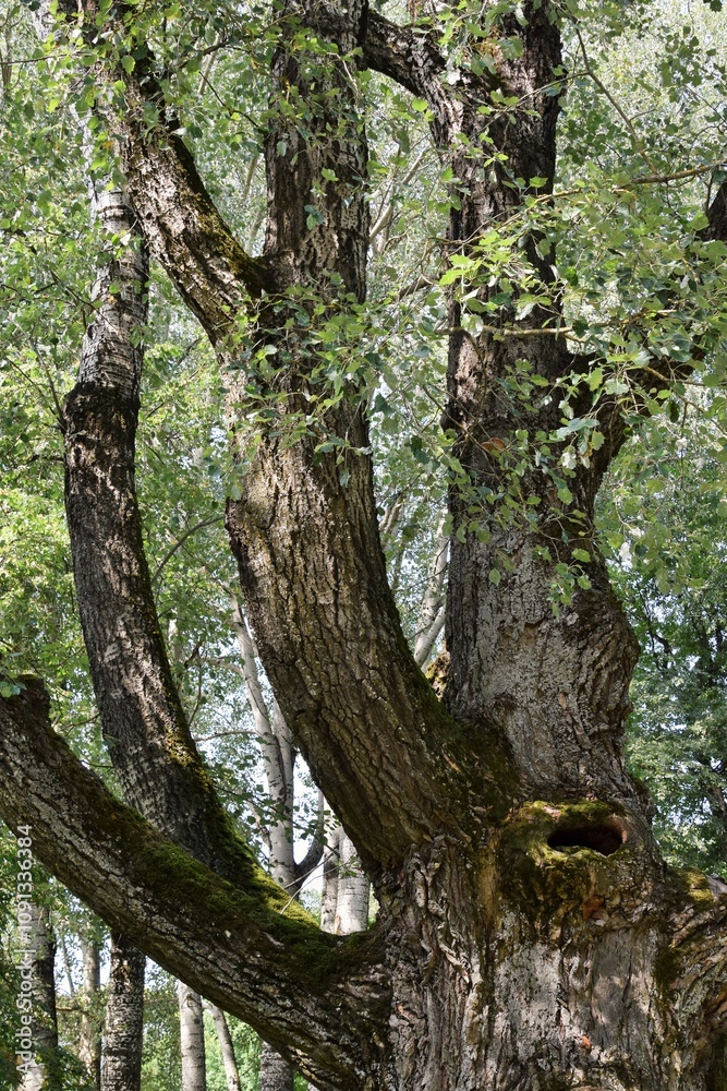 Fototapeta premium The dense crown of an ancient oak tree on a hot summer day