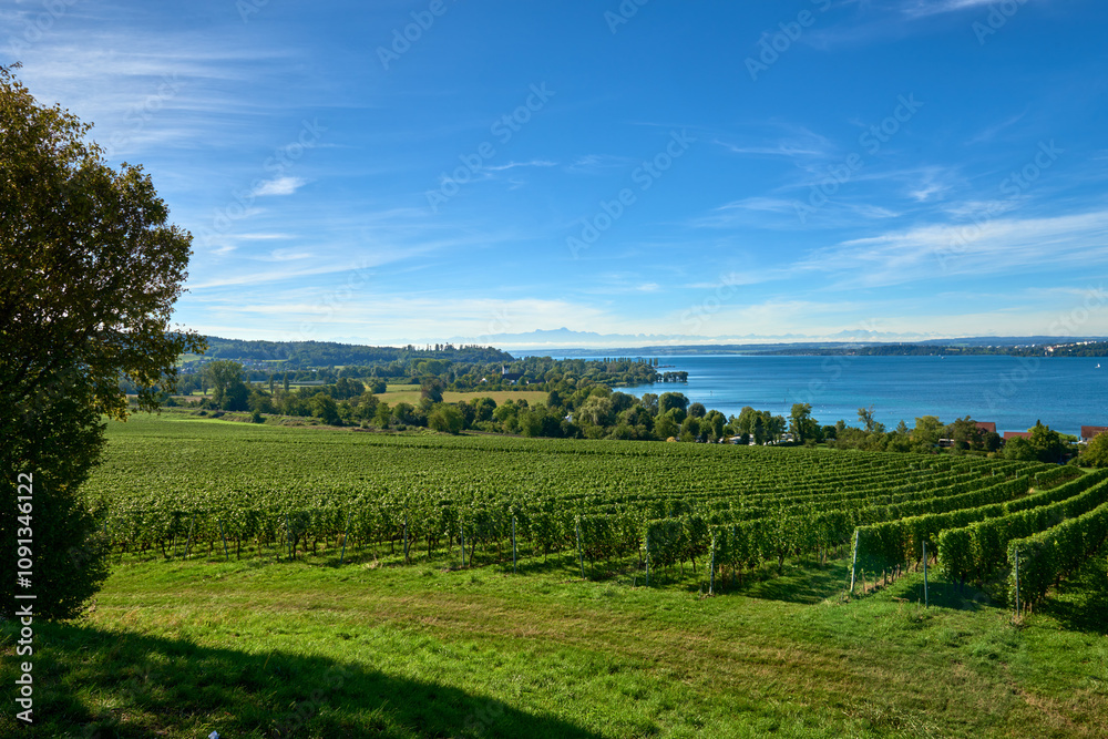 Obraz premium Breathtaking Bodensee Panorama Featuring Alpine Peaks, Vineyards, and Charming Villages in the German Countryside. Scenic View Captures the Essence of Rural Tranquility and Agricultural Alps Beauty 