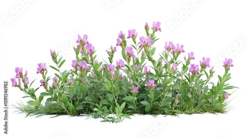Purple vetch plant cluster with vibrant lavender blossoms and lush green foliage against a clean white backdrop, showcasing its natural beauty.