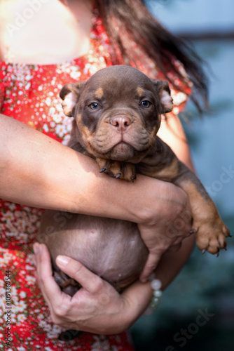 Wallpaper Mural little brown american bully puppy in the hands of a breeder Torontodigital.ca