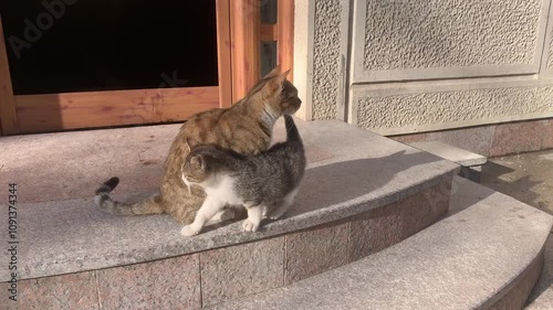 A cat with a kitten on the steps of the entrance to a residential building in the city of Bar, Montenegro. Video 4k