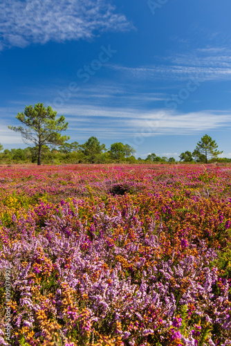 Wallpaper Mural Landscape in Cap de la Chevre, Crozon, Brittany, France Torontodigital.ca