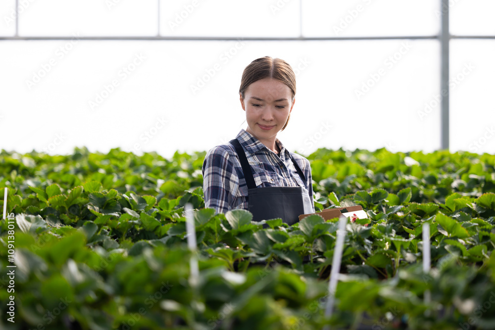 Concentrated woman farmer. Happy Smiling caucasian female farmer working in greenhouse. organic sweet and fresh strawberry in strawberry greenhouse farm Concentrated woman farmer. Happy Smiling caucasian female farmer working in greenhouse. organic sweet and fresh strawberry in strawberry greenhouse farm