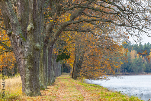 Typical autumn landscape in Trebonsko region, Velky Sustov pond near Suchdol nad Luznici, Southern Bohemia, Czech Republic photo