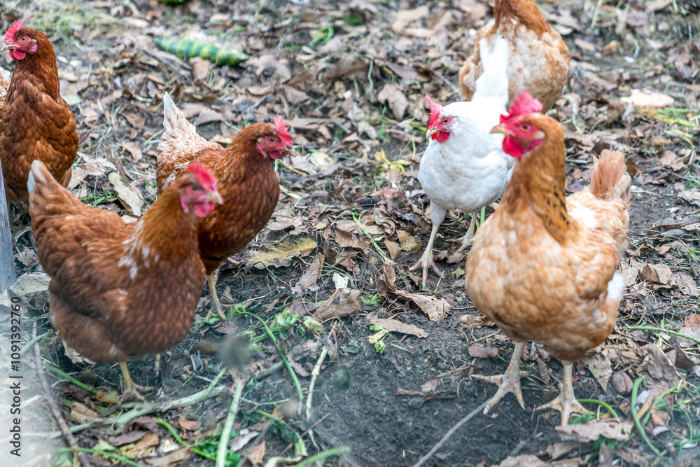 Fototapeta premium Small scale farming - group of chickens