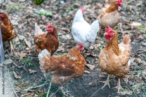 Small scale farming - group of chickens photo