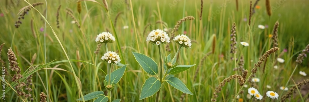 Small semi-open milkweed flowers with large green leaves in a summer field of tall grasses and wildflowers, sunny field, open flowers, tall grass Small semi-open milkweed flowers with large green leaves in a summer field of tall grasses and wildflowers, sunny field, open flowers, tall grass