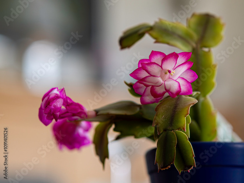 Weihnachtskaktus. Lateinisch: Schlumbergera bridgesii photo