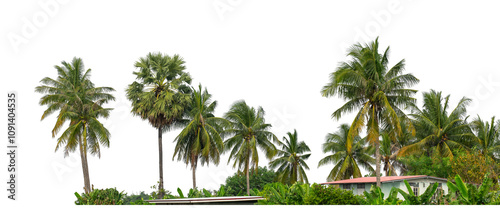 Coconut palm trees in summer on transparent background with clipping path and alpha channel, high resolution.