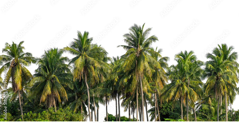 Obraz premium Coconut palm trees in summer on transparent background with clipping path and alpha channel, high resolution.