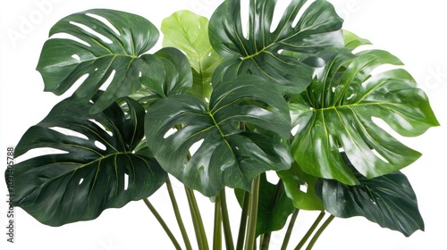 Vibrant close-up of lush Monstera leaves showcasing intricate splits and tropical hues against a clean white background. photo