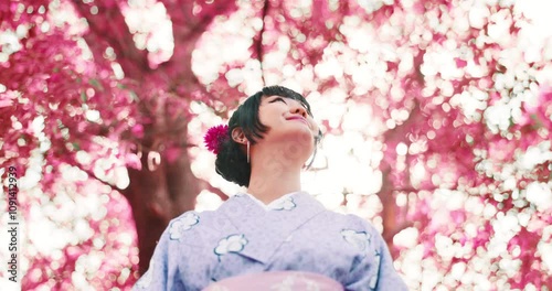 Happy, cherry blossom and kimono with Japanese woman in park for traditional festival, hanami and trees. Spring season, thinking and culture with asian person for fashion, heritage and yukata