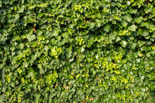 Wallpaper Mural Dense wall of lush green ivy leaves covering a vertical surface in a natural outdoor environment Torontodigital.ca