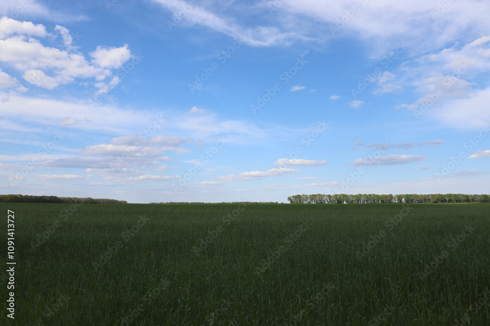 Fototapeta premium green field and sky