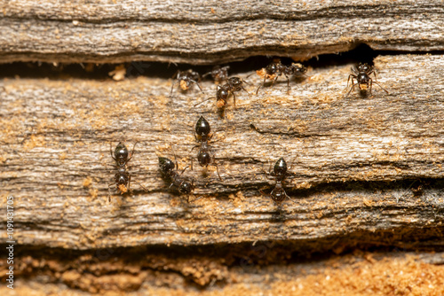 Crematogaster ants excavating nest in wood