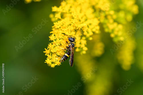 Closeup of wasp on goldenrod flowers