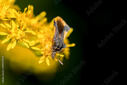 Ambush bug on goldenrod flowers