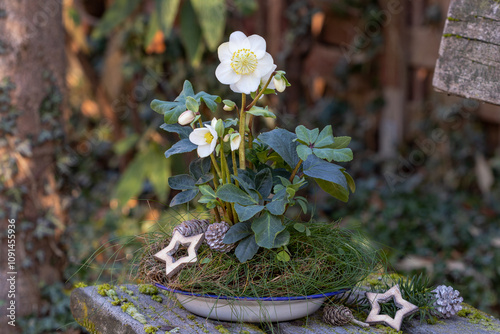 Winter-Gartendekoratio mit Christrose (Helleborus niger) im Topf	 photo