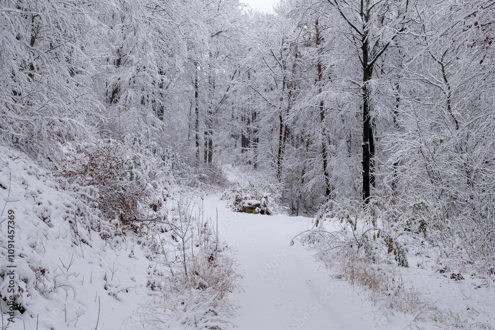 A snowy forest with trees covered in snow. The trees are bare and the snow is deep. The scene is peaceful and serene. Germany.
