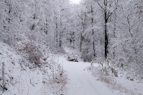 A snowy forest with trees covered in snow. The trees are bare and the snow is deep. The scene is peaceful and serene. Germany.