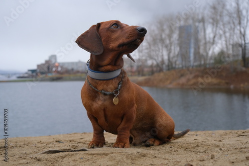 A dachshund dog is playing outside