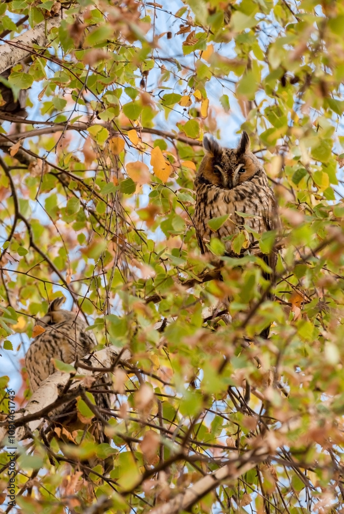 Long Eared Owls Sitting on Tree in Kikinda