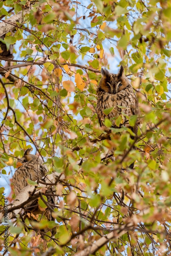 Long Eared Owls Sitting on Tree in Kikinda photo