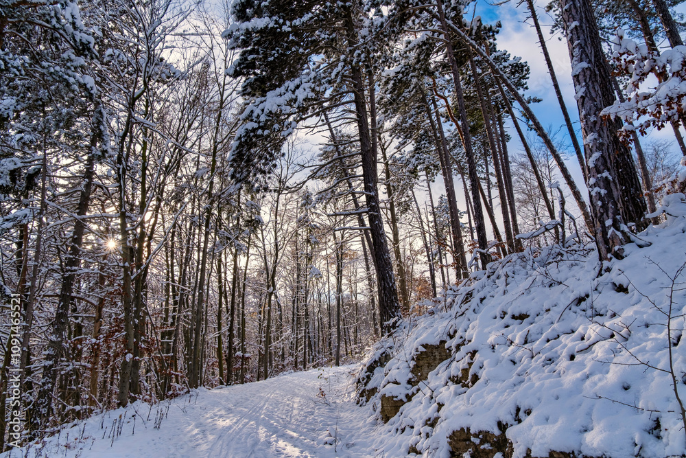 A snowy forest with trees covered in snow. The trees are bare and the snow is deep. The scene is peaceful and serene. Germany.