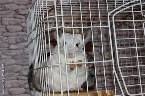 chinchilla in a cage