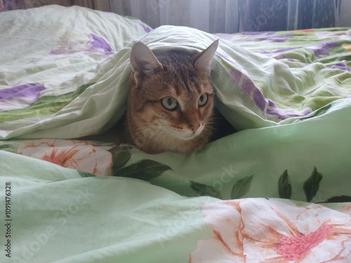 cat in bed