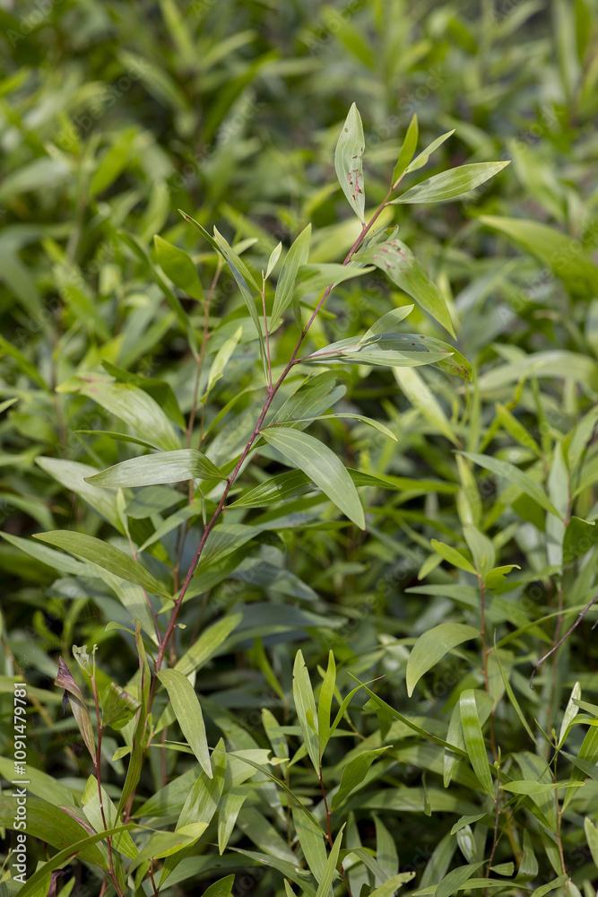 Fototapeta premium Tree nursery in Kpalime, Togo