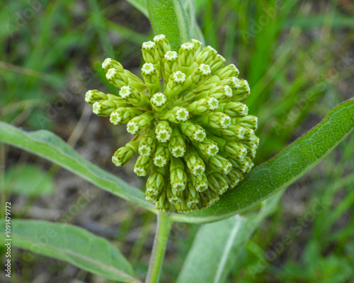 Asclepias viridiflora | Green Milkweed | Native North American Wildflower photo