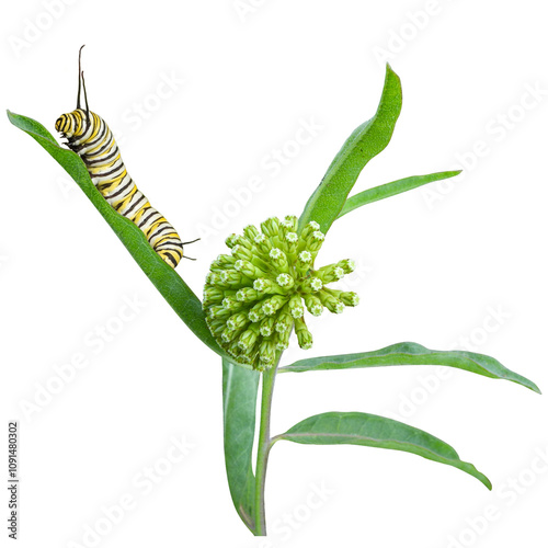 Monarch Caterpillar on Asclepias viridiflora | Green Milkweed | Native North American Wildflower | Isolated with Transparent Background 