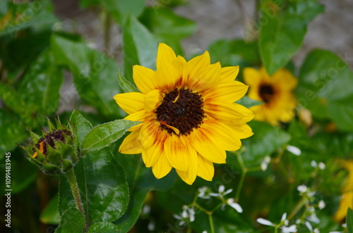 Sunflower, Helianthus annuus, called common sunflower, species of plant from the sunflower genus, Helianthus, daisy family Asteraceae photo