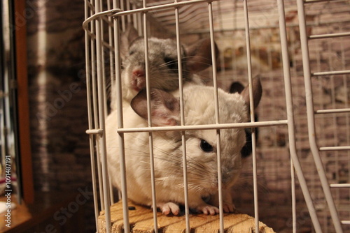 chinchillas in a cage