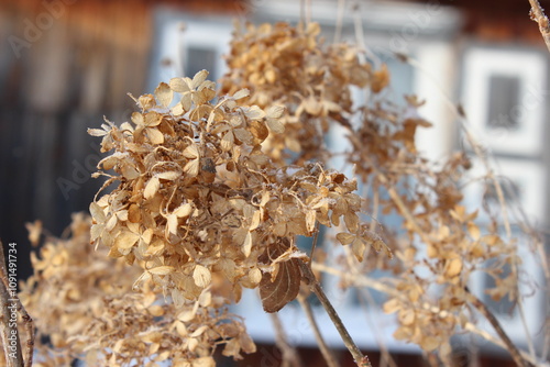 dried flowers against the background of a wooden house window