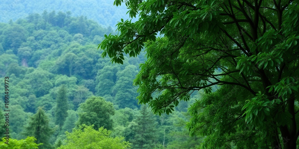 Fototapeta premium Lush green forest with tall trees, a variety of plant life, and a canopy of leaves creating a natural background, environment, plant life