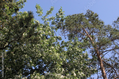blue sky and trees