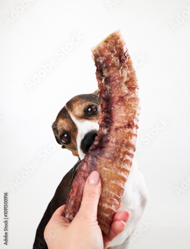 A small mixed breed dog peeks from behind a large bone, showing just one eye. The image plays with perspective, focusing on the dog eye and the bone size. photo