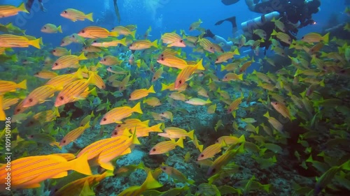 A natural scene of the underwater world. Yellow snappers at the best dive site in the Maldives.