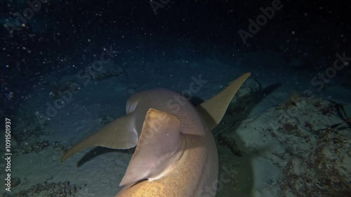 Night diving in the Maldives. Nurse sharks on night hunting.