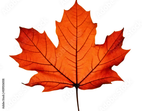 Wallpaper Mural Vibrant Red Maple Leaf Representing Autumn Season and Change Torontodigital.ca
