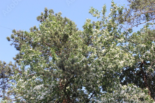 blossoming apple tree