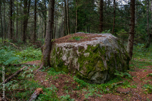 Northern forest landscape with a huge stone with moss. Glacial erratic rock. Tadu nature study trail, Estonia.