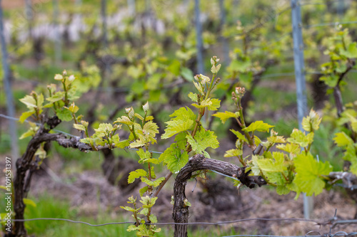 Close up on grand cru Champagne vineyards near Moulin de Verzenay, rows of pinot noir grape plants in Montagne de Reims near Verzy and Verzenay, Champagne, France photo