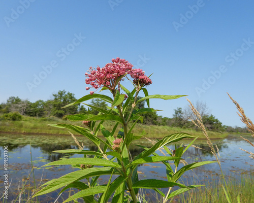 Asclepias incarnata | Swamp Milkweed | Native North American Wetland Wildflower