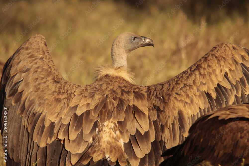 Obraz premium vulture colony in the monfrague park 