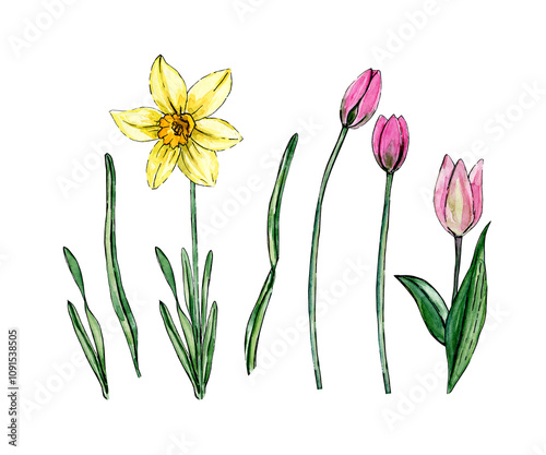 Wallpaper Mural watercolor illustration of a set of pink tulip and yellow narcissus buds isolated on a white background. Floral botanical drawing template for card Card for Mothers day, 8 March, wedding, package Torontodigital.ca