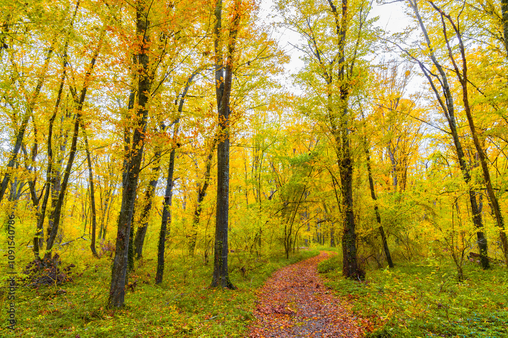 Fototapeta premium Walking path in yellow autumn forest among dense trees