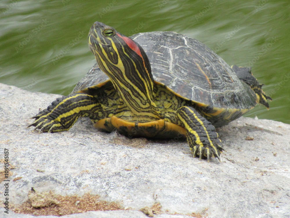 Obraz premium tortuga